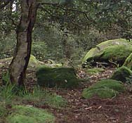 Wet coastal forest near Jenner